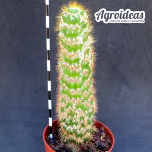 Trichocereus spachianus «monstruosus» Ejemplar