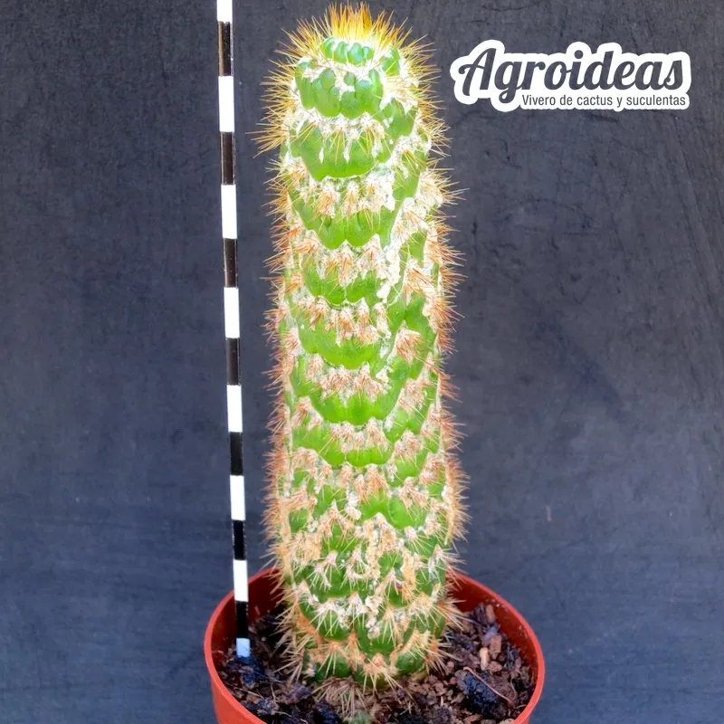 Trichocereus spachianus «monstruosus» Ejemplar