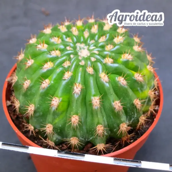 Echinopsis kermesina brevispinus (Ex. Agroideas) - Imagen 2