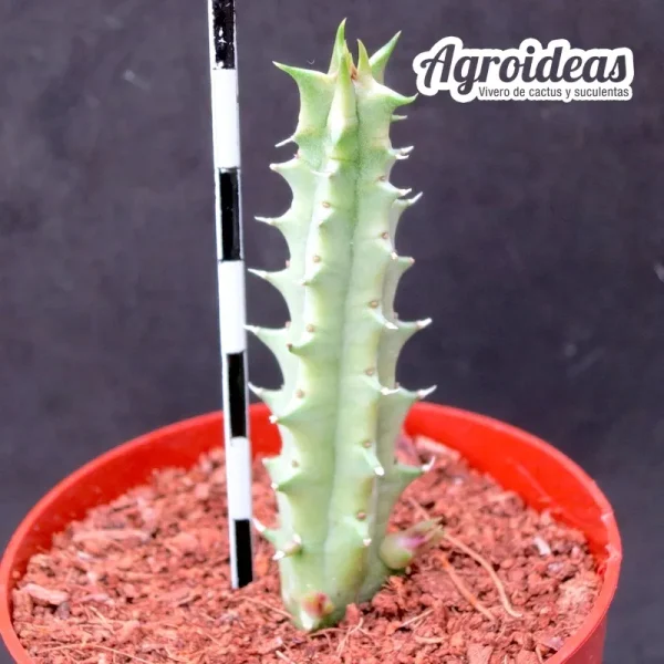 Huernia "Korat crimson" - Imagen 2