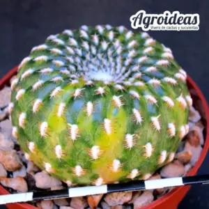 Sulcorebutia arenacea «variegata»
