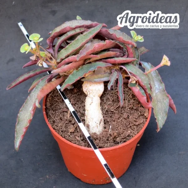 Euphorbia francoisii - Imagen 2