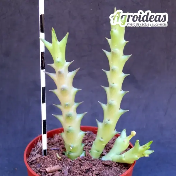 Orbea paradoxa - Imagen 2