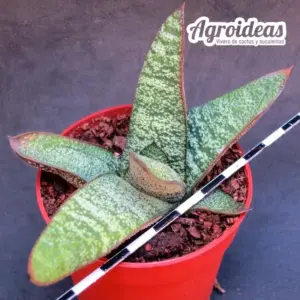 Gasteria batesiana