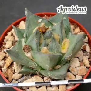 Ariocarpus trigonus
