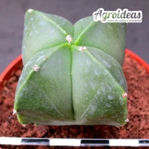 Astrophytum myriostigma «quadricostatum» var. nudum