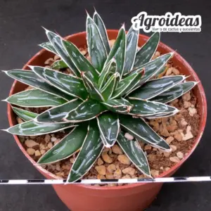 Agave victoriae-reginae "compact fr" Gran Ejemplar