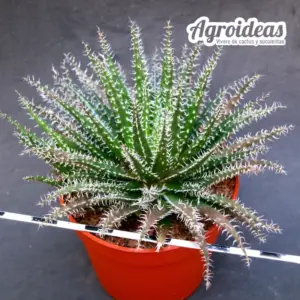 Aloe haworthioides