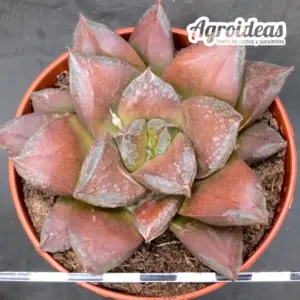Haworthia Híbrida
