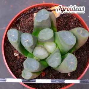 Haworthia maughanii "Ejemplar"