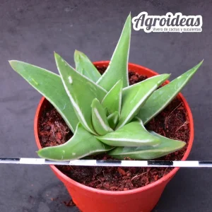 Haworthia marginata