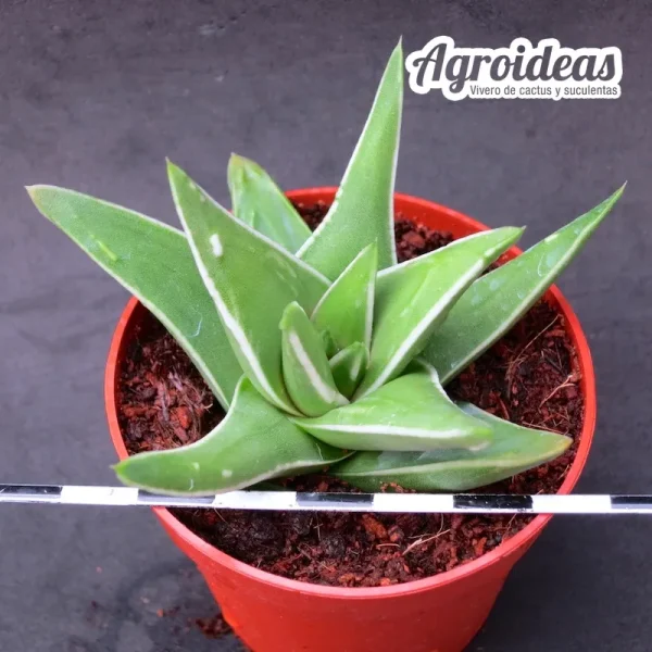 Haworthia marginata