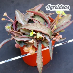 Euphorbia francoisii