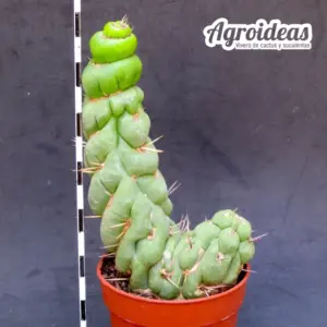 Eulychnia castanea fr. spiralis "Selección"