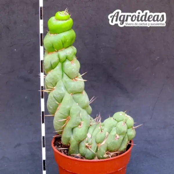 Eulychnia castanea fr. spiralis "Selección"