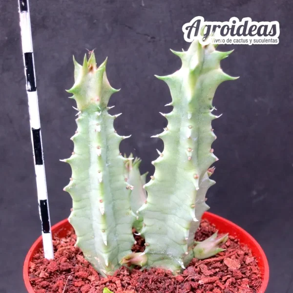 Huernia "Korat crimson" - Imagen 2