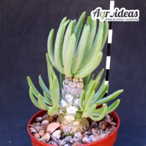 Tylecodon luteaosquamata