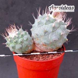 Strombocactus disciformis «bicéfalo» Selección