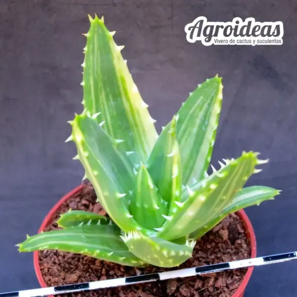 Aloe mitriformis "Variegata" - Imagen 2