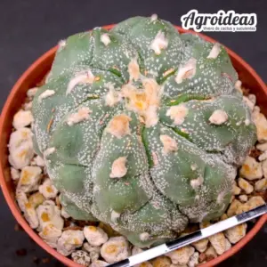Astrophytum asterias "Kikko"