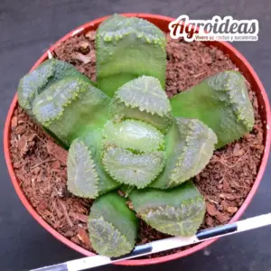 Haworthia broccoli X maughanii (Ex. Robin Fuller)