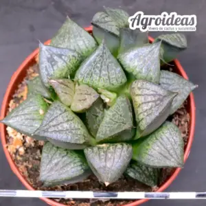 Haworthia Híbrida