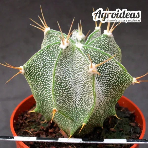 Astrophytum capricorne - Imagen 2