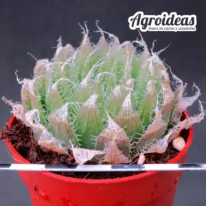 Haworthia semiviva CG-2842-s
