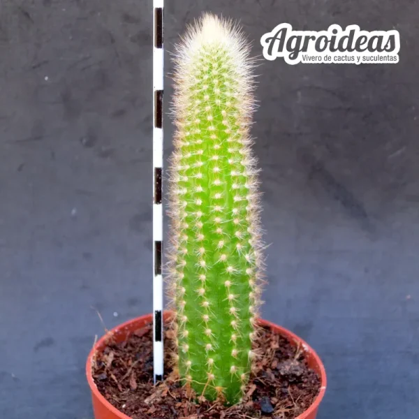 Athrocereus rondonianus - Imagen 2