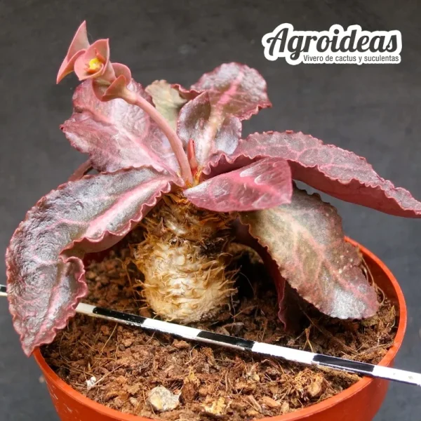 Euphorbia crassicaulis f. rubrifolia - Imagen 2