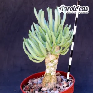 Tylecodon luteaosquamata X Tylecodon cacalioides