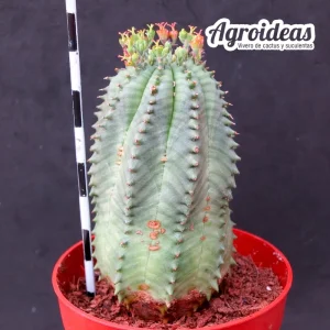 Euphorbia Obesa X suzannae «Ex. Agroideas» Hembra