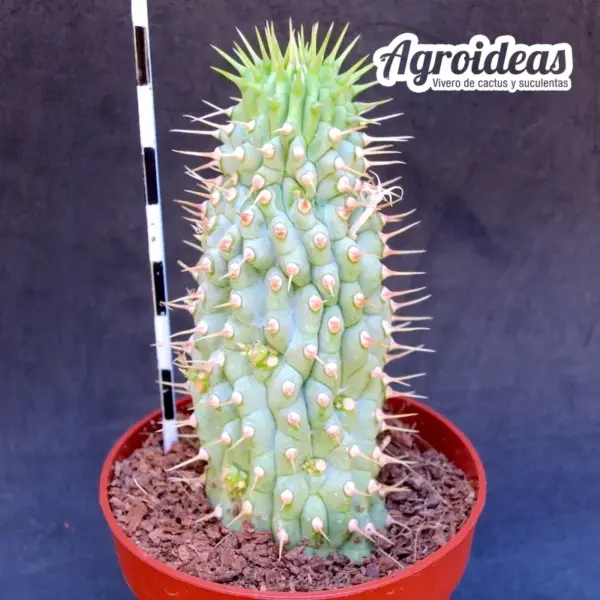 Hoodia gordonii - Imagen 2