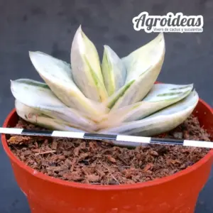 Gasteria cv. Ivory