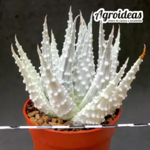 Haworthia pumila "cv. Prima Donna" Ex. Agroideas