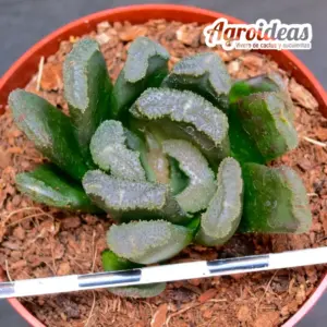 Haworthia broccoli X truncata (Ex. Robin Fuller)