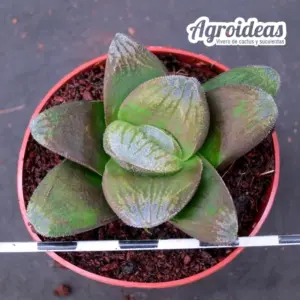 Haworthia truncata cv. "Fenhong"