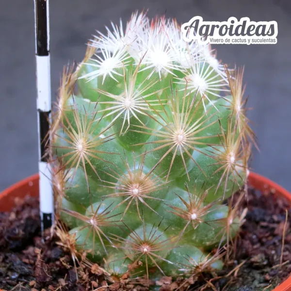 Escobaria grata - Imagen 2