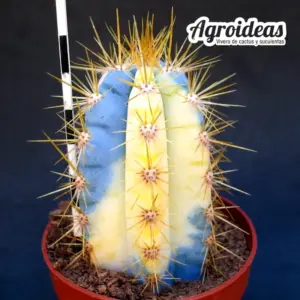 Pilosocereus pachycladus "variegata"