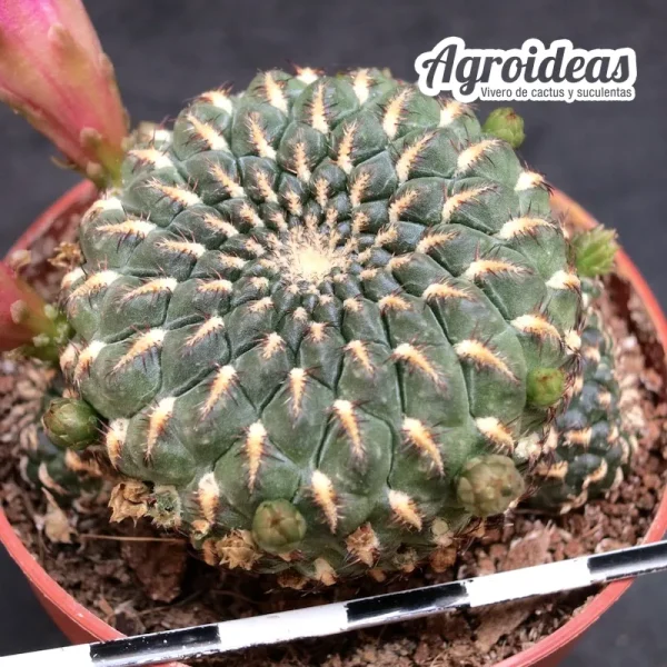 Sulcorebutia heinzii HS151 - Imagen 2