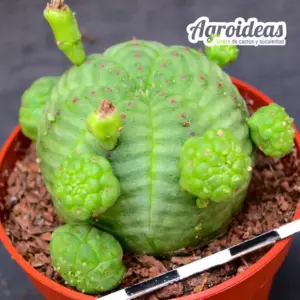 Euphorbia obesa "Caespitosa"