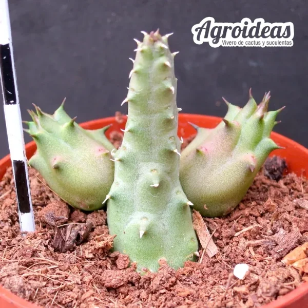 Duvalia pillansii - Imagen 2
