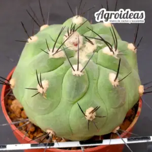 Weingartia neumanniana