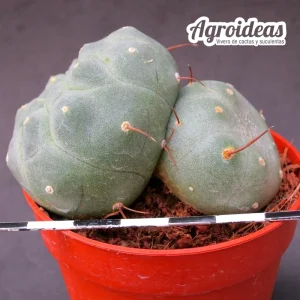 Matucana madisoniorum "Selección"