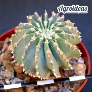 Geohintonia mexicana «Ejemplar MØ-6,5cm»