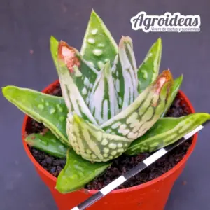 Haworthia "Angel's Tears"