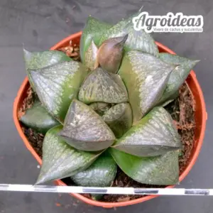 Haworthia Híbrida