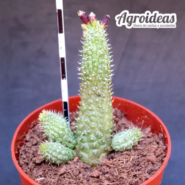 Echidnopsis urceolata X planiflora - Imagen 2