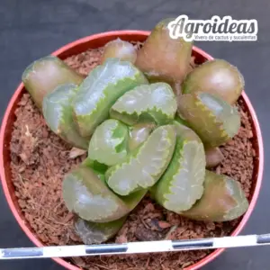 Haworthia truncata X maughanii