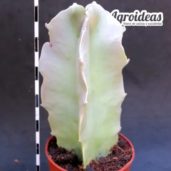 Caralluma Russelliana - Imagen 2